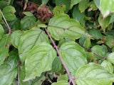 Cornus mas VkG 1, 2, 3, 4, 5, 6; hier mit Sommerbelaubung; bietet Vögeln Schutz; Einsatzmöglichkeit z.B. : Windschutzgehölz;;ab 4,95 Euro