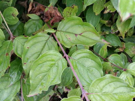 Cornus mas VkG 1, 2, 3, 4, 5, 6; hier mit Sommerbelaubung; bietet Vögeln Schutz; Einsatzmöglichkeit z.B. : Windschutzgehölz;;ab 4,95 Euro