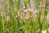 Schwanenblume; als Pflanze im Beet; wasserpflanze; Einsatzmöglichkeit z.B. : Wasserränder;;hier kaufen