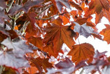 Blut-Ahorn 'Crimson Sentry'; hier mit Herbstlaub; schnittverträglich; Einsatzmöglichkeit z.B. : Alleebaum; erhältlich mit Stammumfang von 12-14 bis 20-25 cm;;günstig mit Qualität