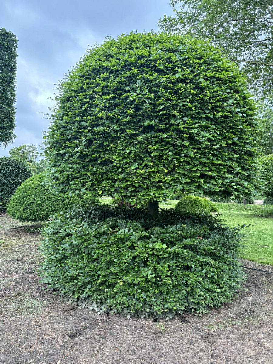 Fagus sylvatica VkG 2; als Pflanze im Beet; vielseitig; Einsatzmöglichkeit z.B. : Gärten;;mit zeitnaher Lieferung
