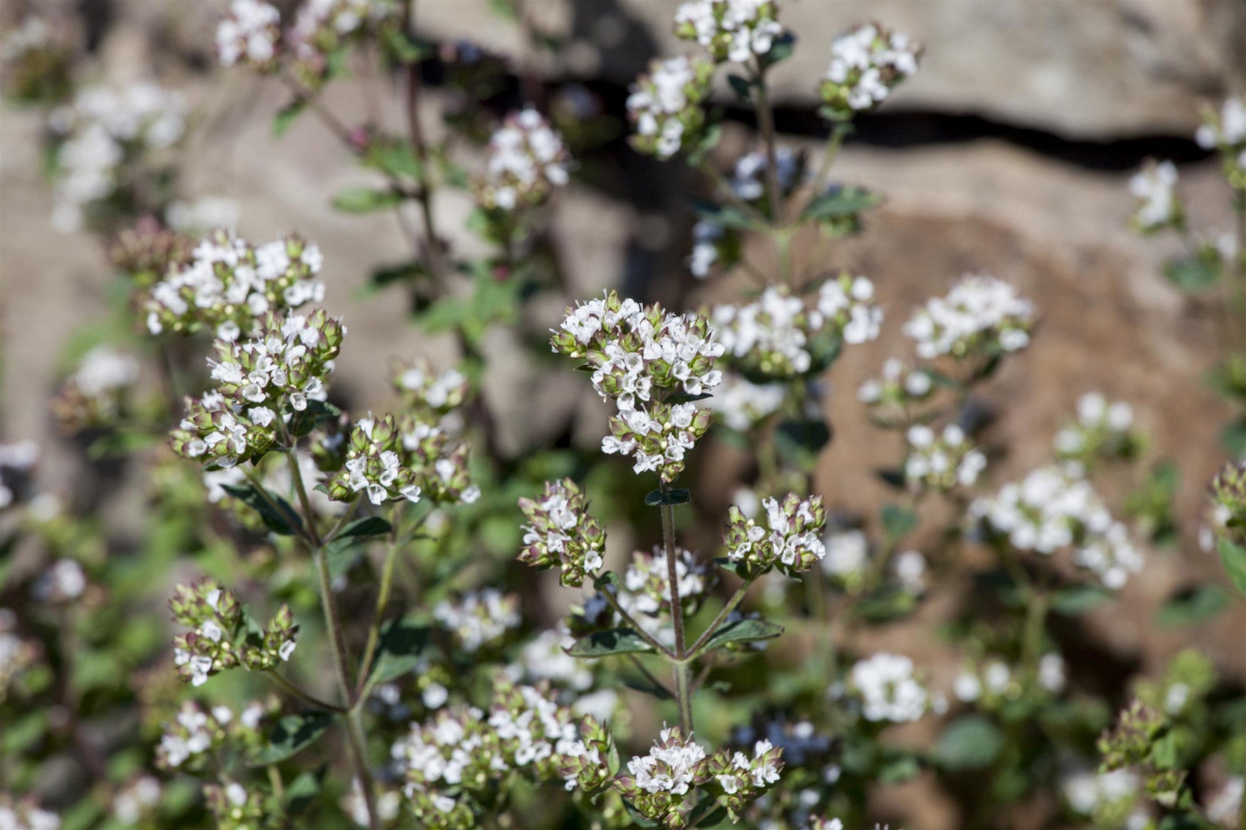 Origanum vulgare (Gewöhnlicher Dost, Wilder Majoran)