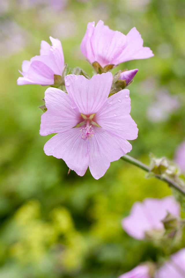 jahreszeitbedingt sehen Pflanzen unterschiedlich aus.