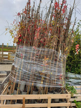 Mauerwein 'Engelmannii'; vorbereitet für Versand; winterhart; Einsatzmöglichkeit z.B. : Pergola; erhältlich von 100-150 bis 150-200 cm;;hier kaufen