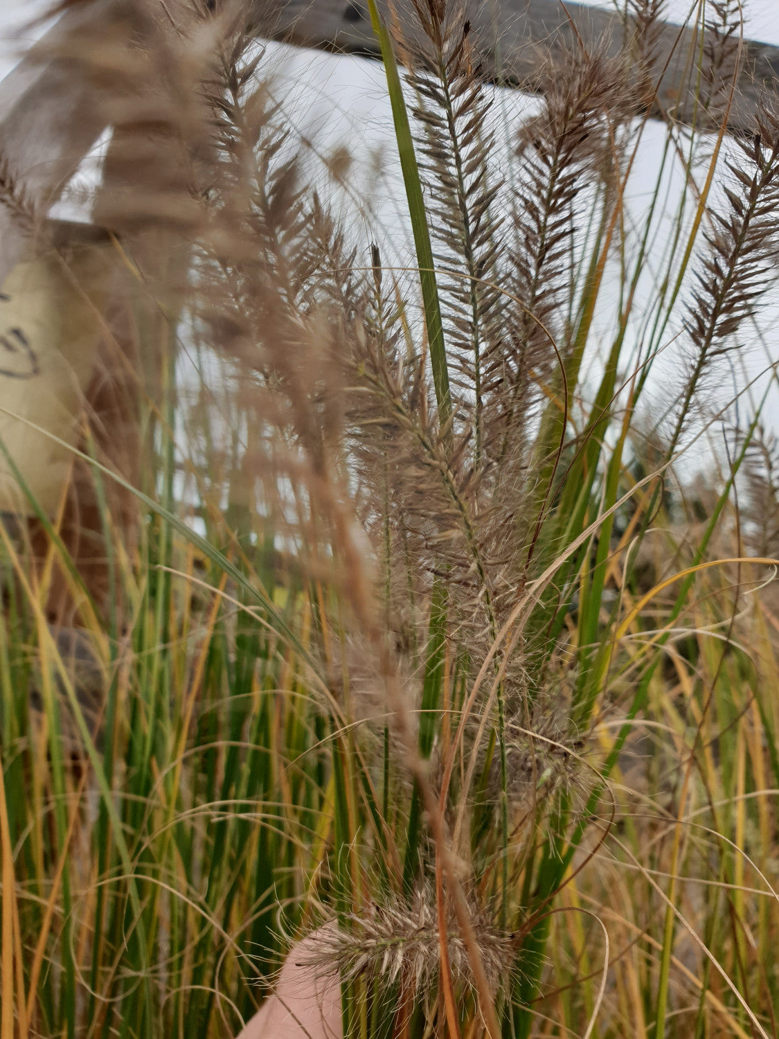 Pennisetum alopecuroides 'Hameln'; hier mit Herbstlaub; reich- und frühblühend; Einsatzmöglichkeit z.B. : Beet;;Pflanzen vom Profi