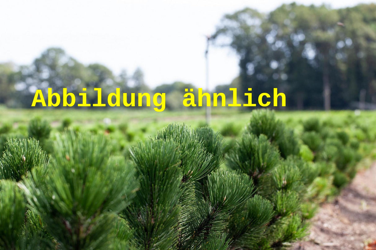 Genaues Foto für Pinus heldreichii var. leucodermis folgt; dieses ähnliche Bild dient der Illustration von Schlangenhautkiefer