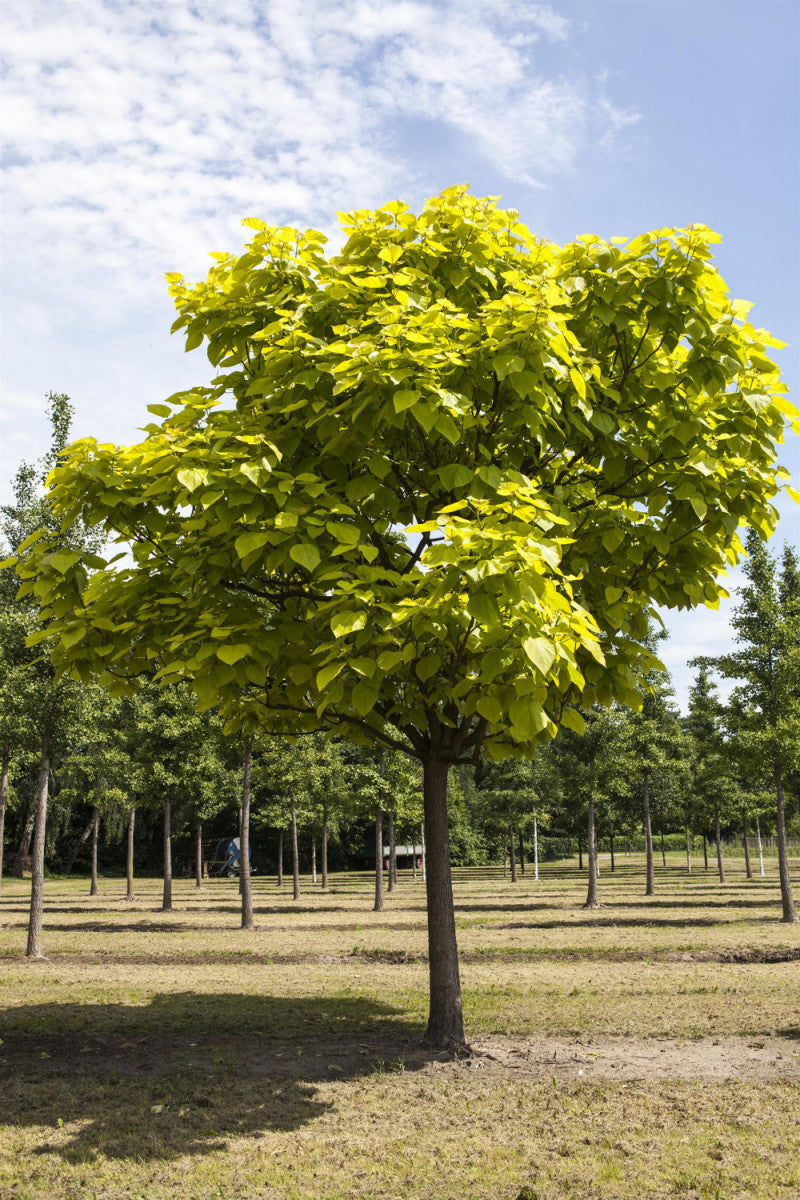 Catalpa bignonioides 'Aurea' (Reichfruchtender Trompetenbaum 'Aurea')