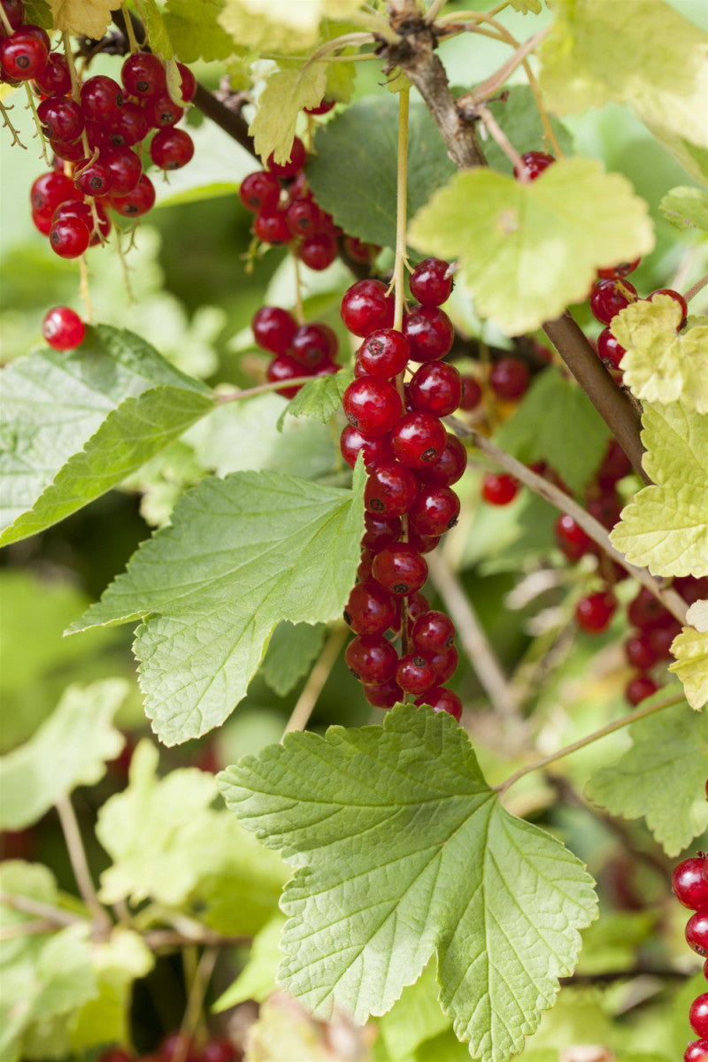 Ribes rubrum 'Traubenwunder' (Johannisbeere 'Traubenwunder')