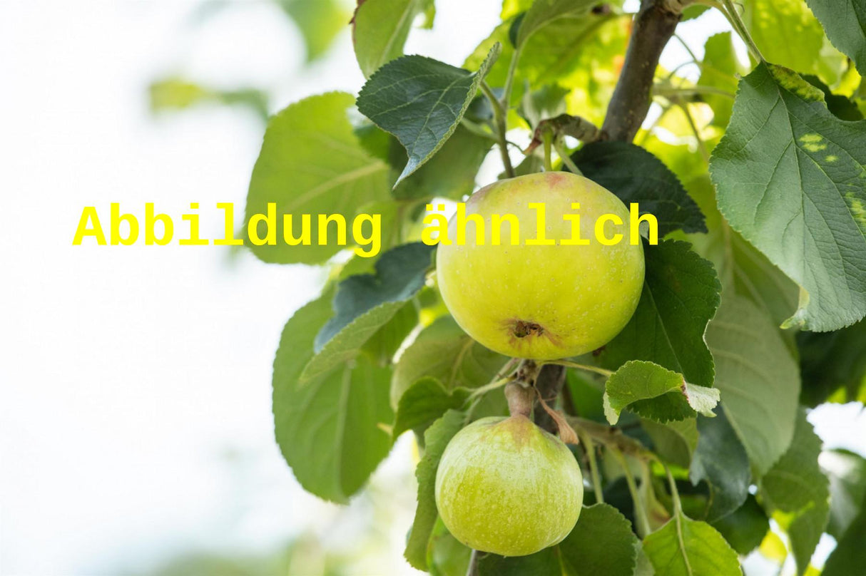 Genaues Foto für Malus 'Croncels' folgt; dieses ähnliche Bild dient der Illustration von Apfel 'Croncels' mittel