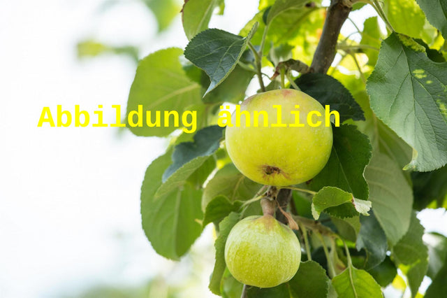 Genaues Foto für Malus 'Croncels' folgt; dieses ähnliche Bild dient der Illustration von Apfel 'Croncels' mittel