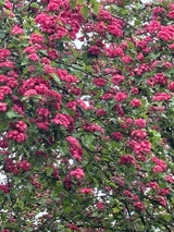 Synonym (alte Bezeichnung): Crataegus laevigata 'Kermesina Plena'; hier mit Blüte; bienenfreundlich; Einsatzmöglichkeit z.B. : Solitärpflanze; erhältlich mit Stammumfang von 12-14 bis 20-25 cm;;günstig mit Qualität