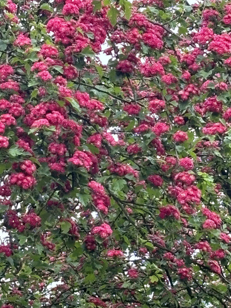 Synonym (alte Bezeichnung): Crataegus laevigata 'Kermesina Plena'; hier mit Blüte; bienenfreundlich; Einsatzmöglichkeit z.B. : Solitärpflanze; erhältlich mit Stammumfang von 12-14 bis 20-25 cm;;günstig mit Qualität