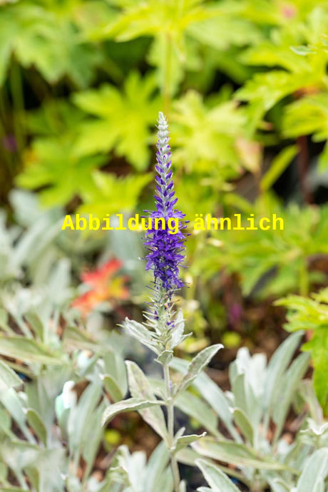 Genaues Foto für Veronica spicata ssp. inc. 'Silberteppich' folgt; dieses ähnliche Bild dient der Illustration von Silberblatt-Ehrenpreis
