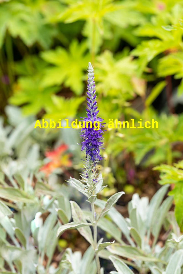Genaues Foto für Veronica spicata ssp. inc. 'Silberteppich' folgt; dieses ähnliche Bild dient der Illustration von Silberblatt-Ehrenpreis