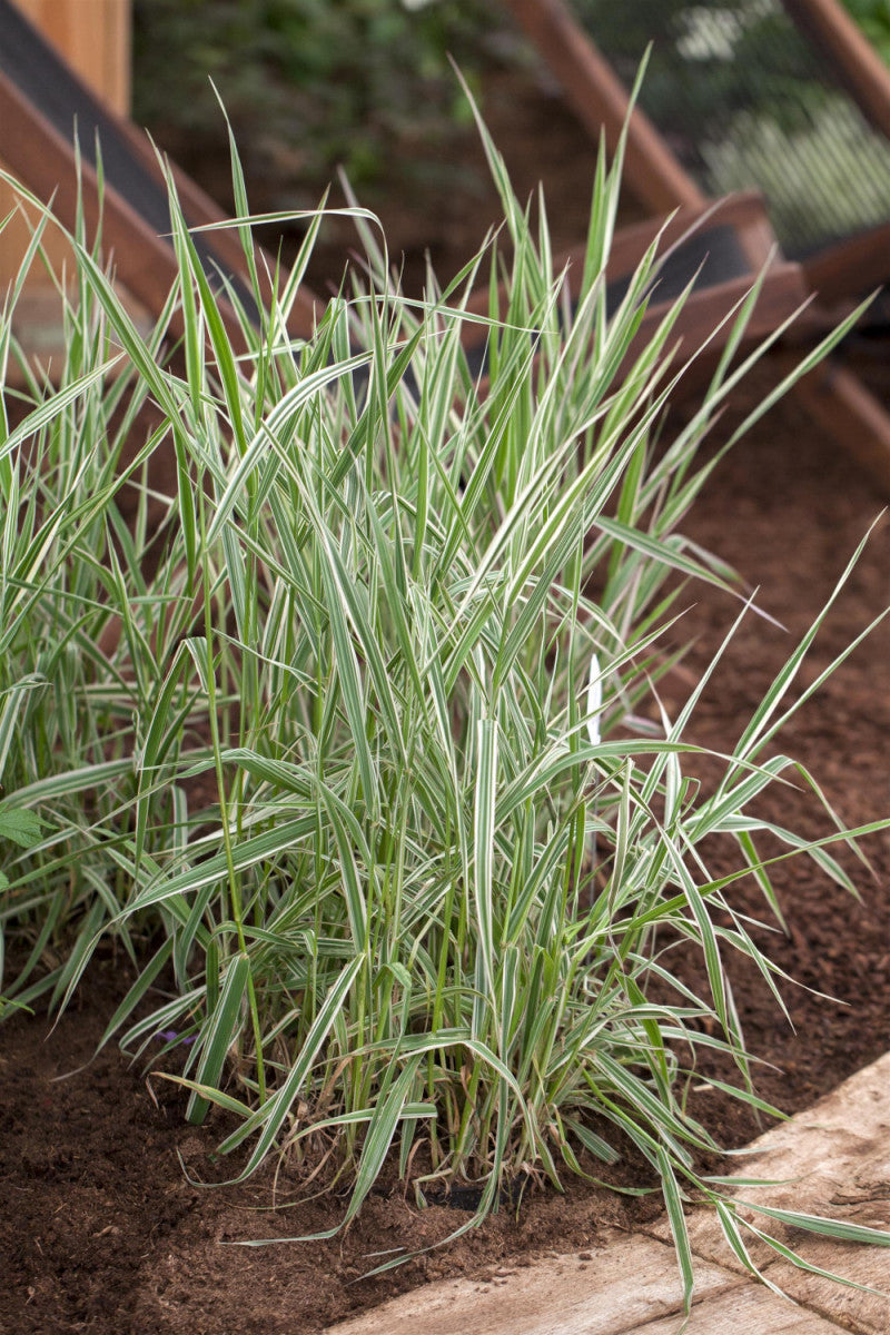 Phalaris arundinacea (Rohr-Glanzgras)