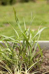 Je nach Variante (siehe Beschreibung) werden entsprechende Pflanzen geliefert, jahreszeitbedingt sehen Pflanzen unterschiedlich aus.