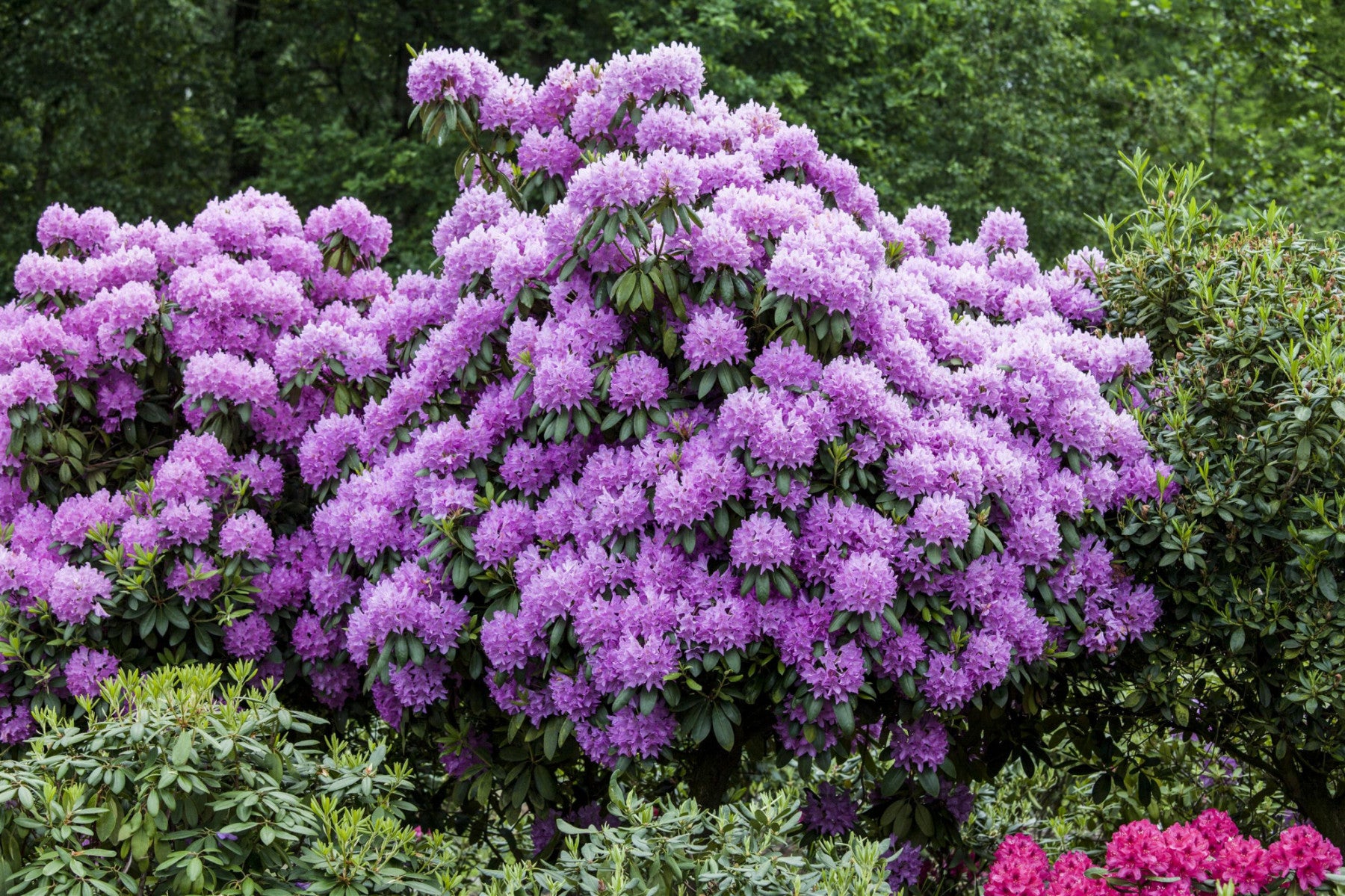 Rhododendron Hybr. 'Roseum Elegans' (Rhododendron-Hybride 'Roseum Elegans')
