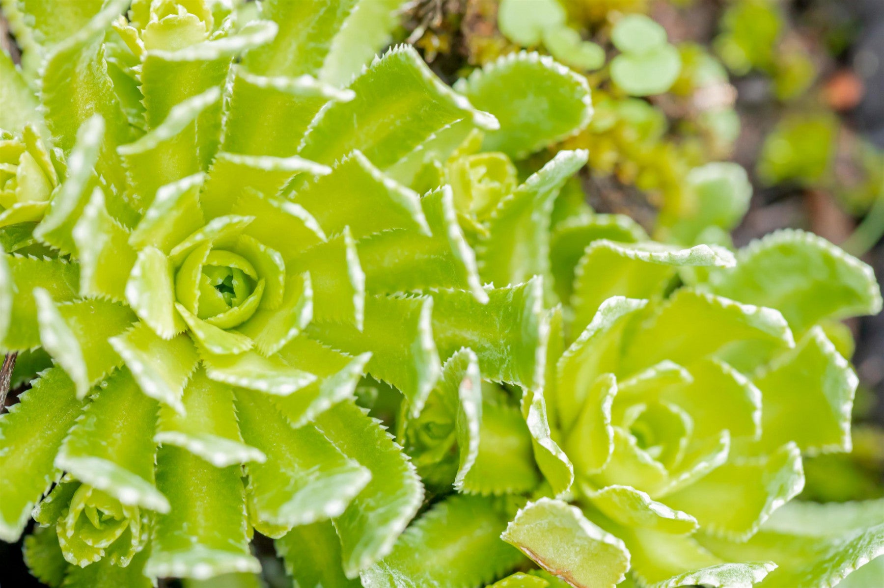 Saxifraga paniculata (Trauben-Steinbrech)