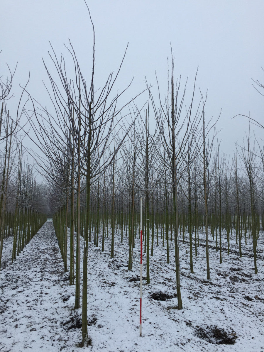 Kaiserlinde 'Pallida'; hier mit Winterlaub; industriefest; Einsatzmöglichkeit z.B. : Alleebäume; erhältlich von 270-330 bis 450-650 cm;;hier kaufen