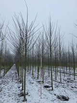Kaiserlinde 'Pallida'; hier mit Winterlaub; industriefest; Einsatzmöglichkeit z.B. : Alleebäume; erhältlich von 270-330 bis 450-650 cm;;hier kaufen