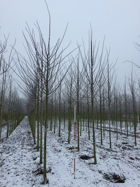 Kaiserlinde 'Pallida'; hier mit Winterlaub; industriefest; Einsatzmöglichkeit z.B. : Alleebäume; erhältlich von 270-330 bis 450-650 cm;;hier kaufen