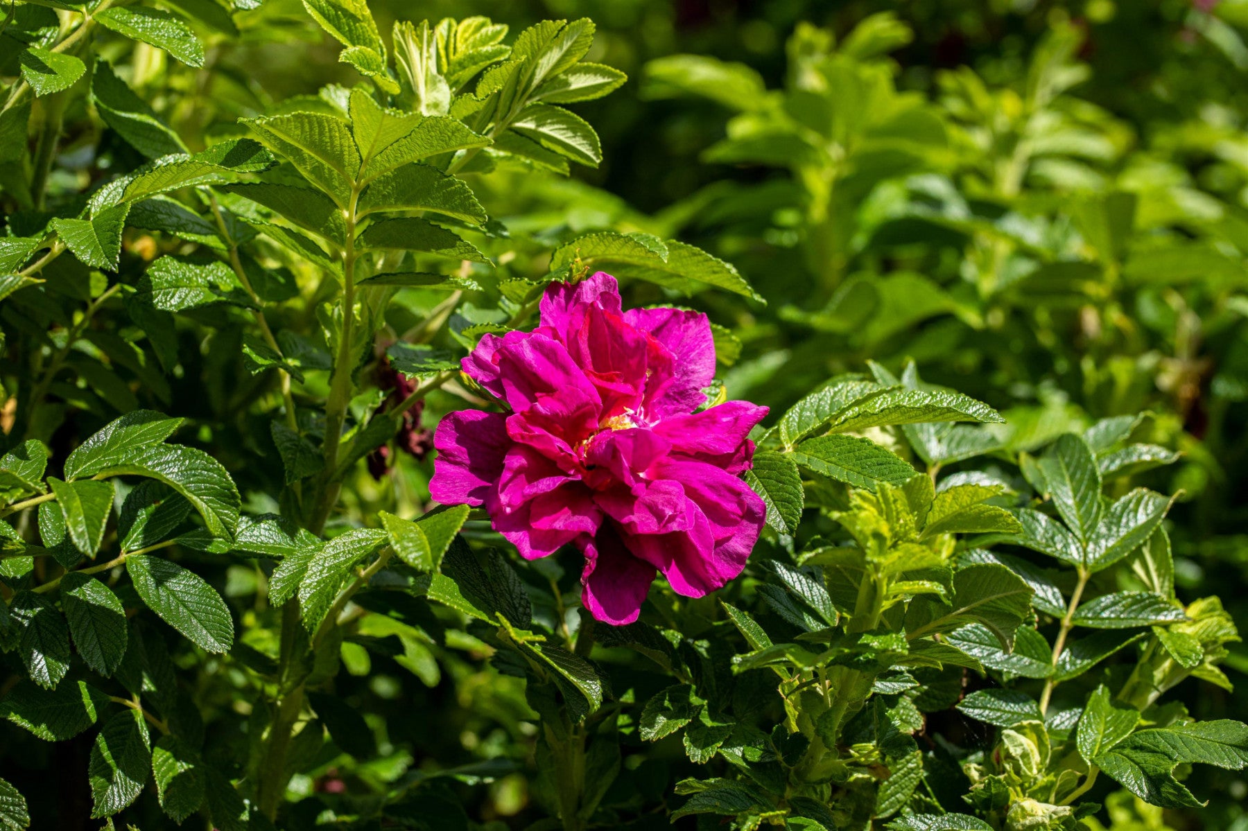 Rosa rugosa 'Foxi' BDR (Bodend. Rose 'Foxi' -R-)