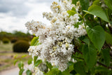 Edelflieder 'Mme Lemoine'; hier mit Blüte; schnittverträglich; Einsatzmöglichkeit z.B. : Blütenhecke; erhältlich von 40-60 bis 150-175 cm;;hier kaufen