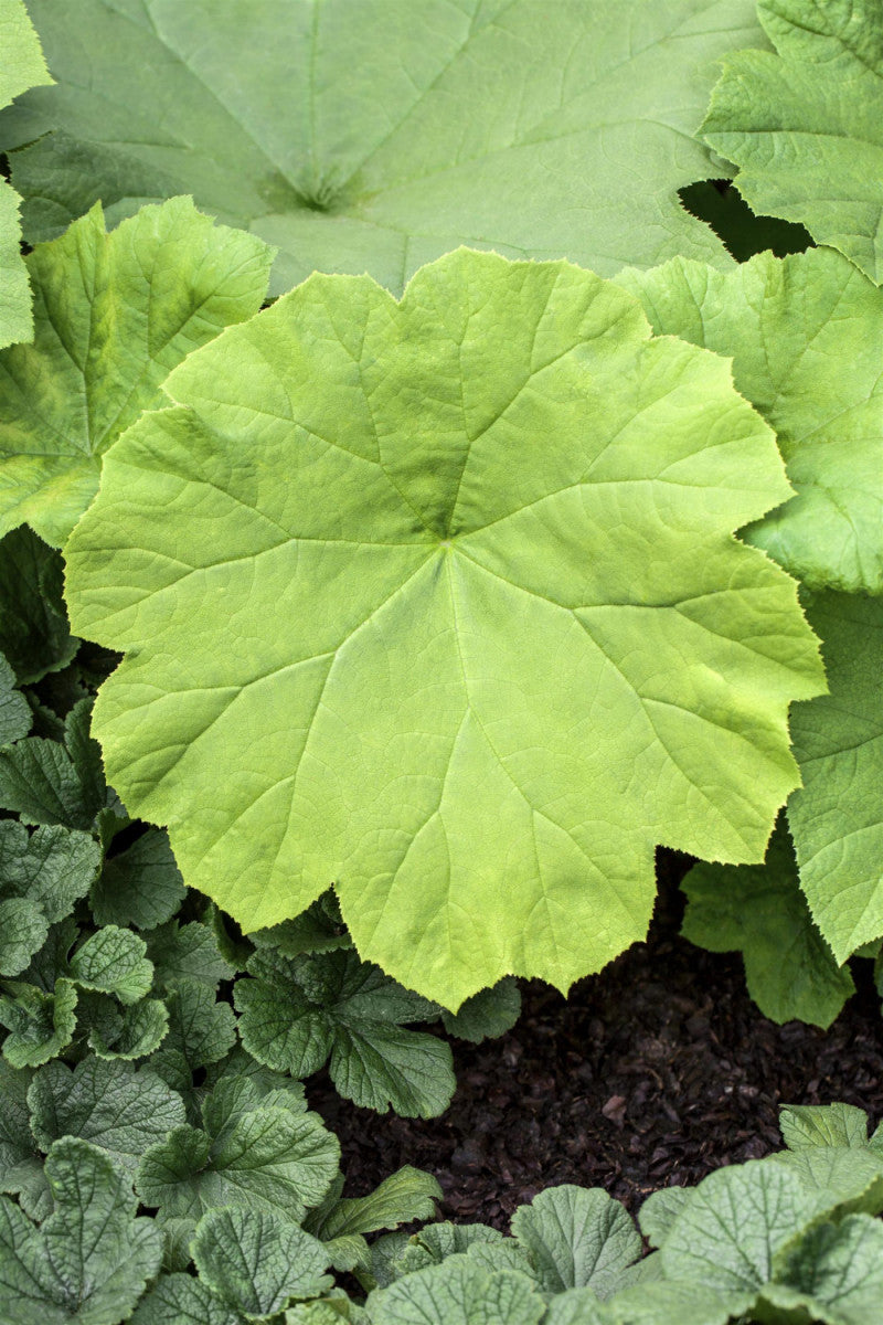 Astilboides tabularis (Tafelblatt)