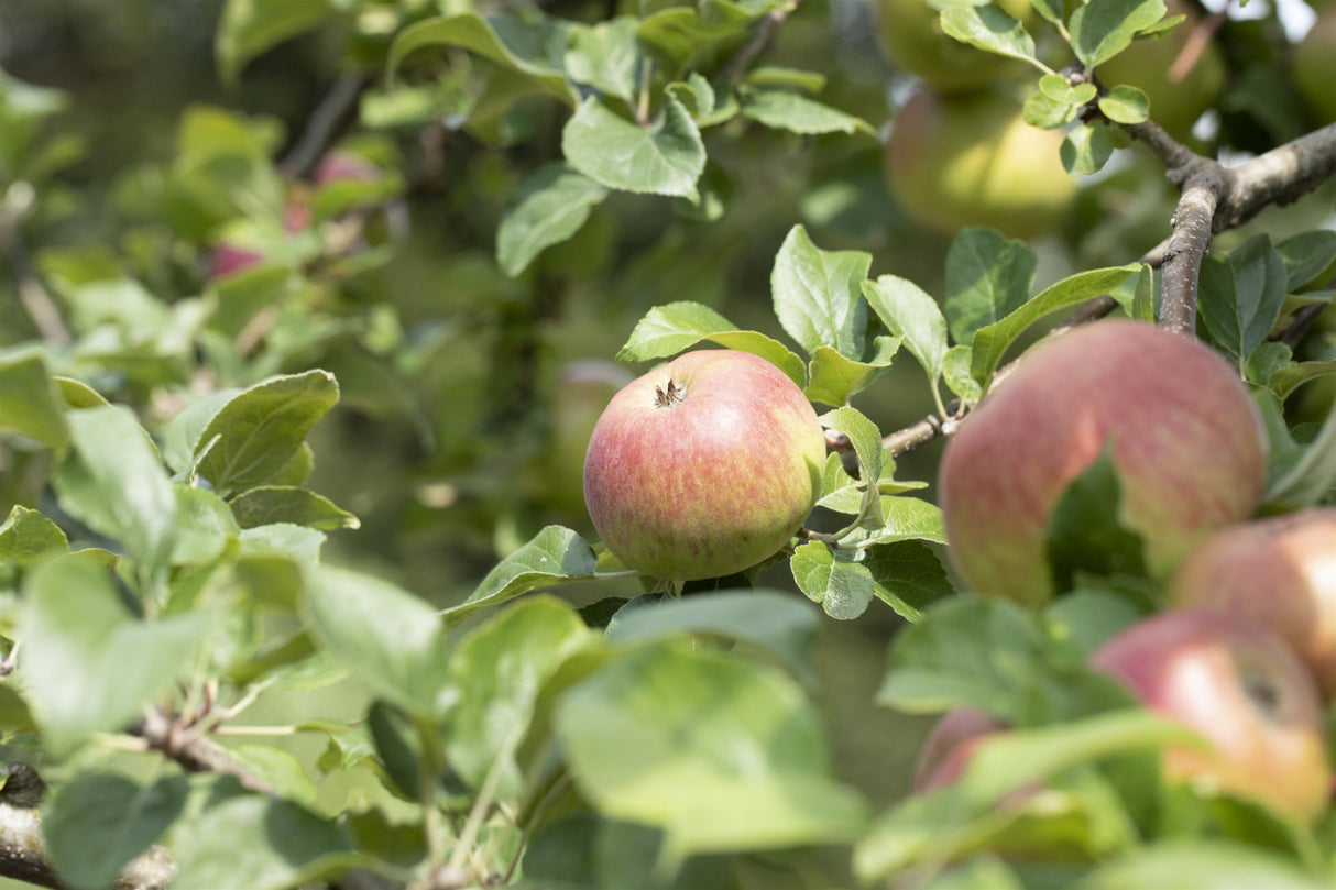 Apfel 'Landsberger Renette' mittel; mit Früchten/Fruchtbehang; robust; Einsatzmöglichkeit z.B. : Hausgarten; erhältlich von 150-200 bis 450-650 cm;;hier kaufen
