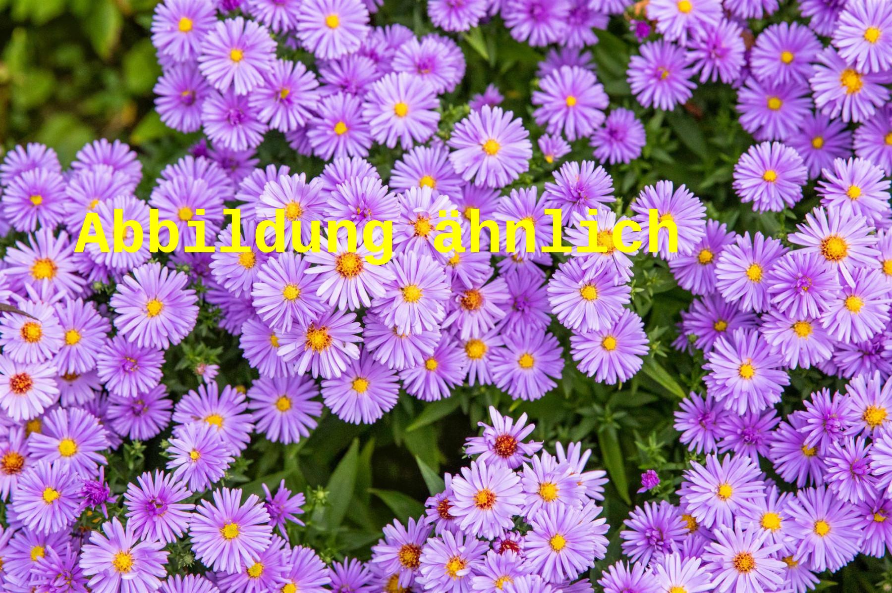 Aster dumosus 'Blauer Gletscher' (Garten-Kissen-Aster)