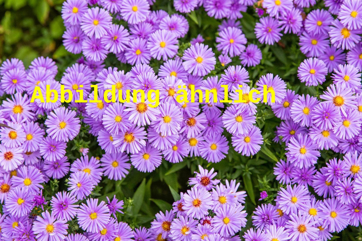 Genaues Foto für Aster dumosus 'Blauer Gletscher' folgt; dieses ähnliche Bild dient der Illustration von Garten-Kissen-Aster