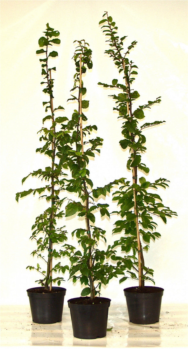 Carpinus betulus; hier im Topf; robust gegen Krankheiten; Einsatzmöglichkeit z.B. : Vogelschutzhecke;;ab 0,00 Euro