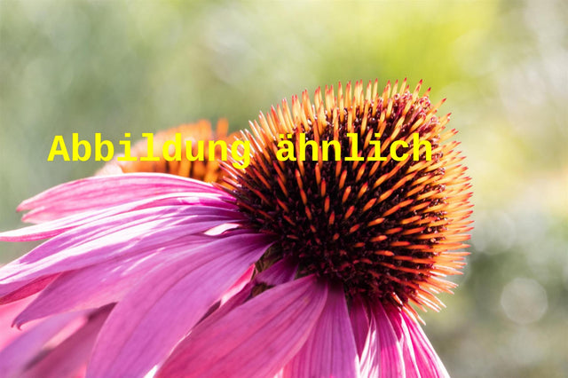Genaues Foto für Echinacea purpurea 'Leuchtstern' folgt; dieses ähnliche Bild dient der Illustration von Garten-Scheinsonnenhut