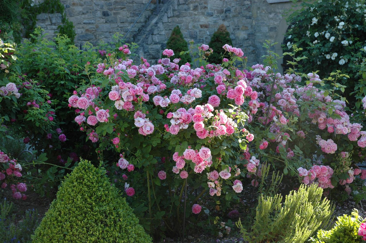 Strauchrose 'Louise Odier'; als Pflanze im Beet; winterhart; Einsatzmöglichkeit z.B. : Rabatten;;hier kaufen