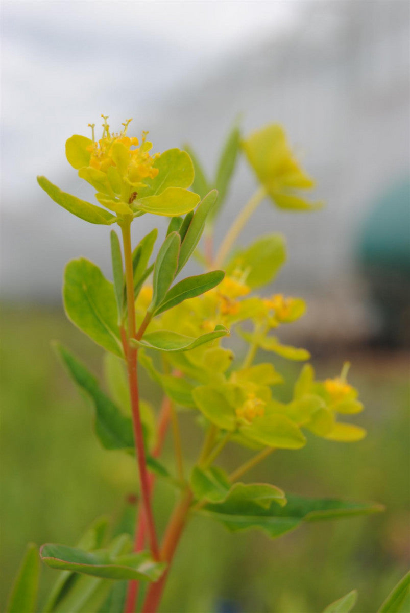 Euphorbia palustris (Sumpf-Wolfsmilch)