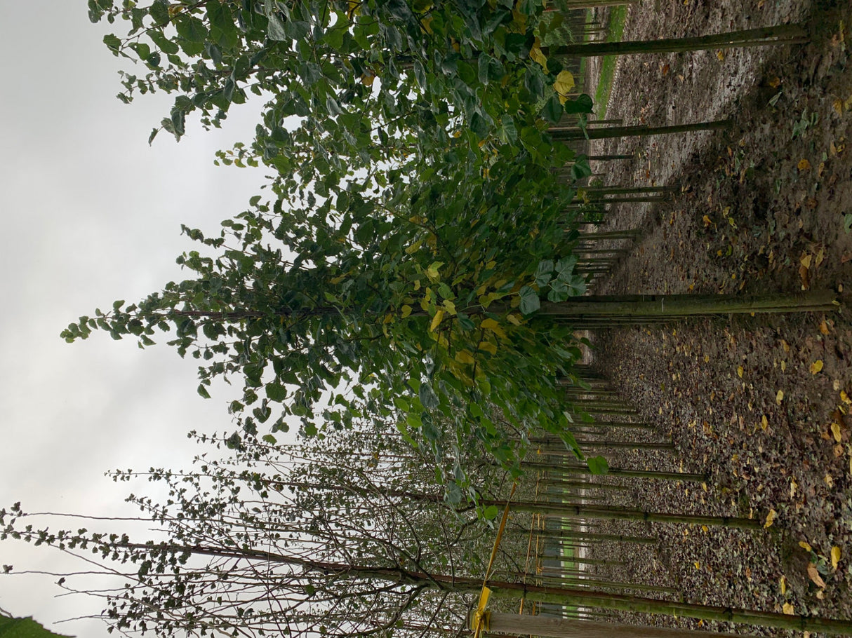 Krimlinde; als Pflanze im Beet; bienennährpflanze; Einsatzmöglichkeit z.B. : Parkbaum; erhältlich von 270-330 bis 450-650 cm;;hier kaufen
