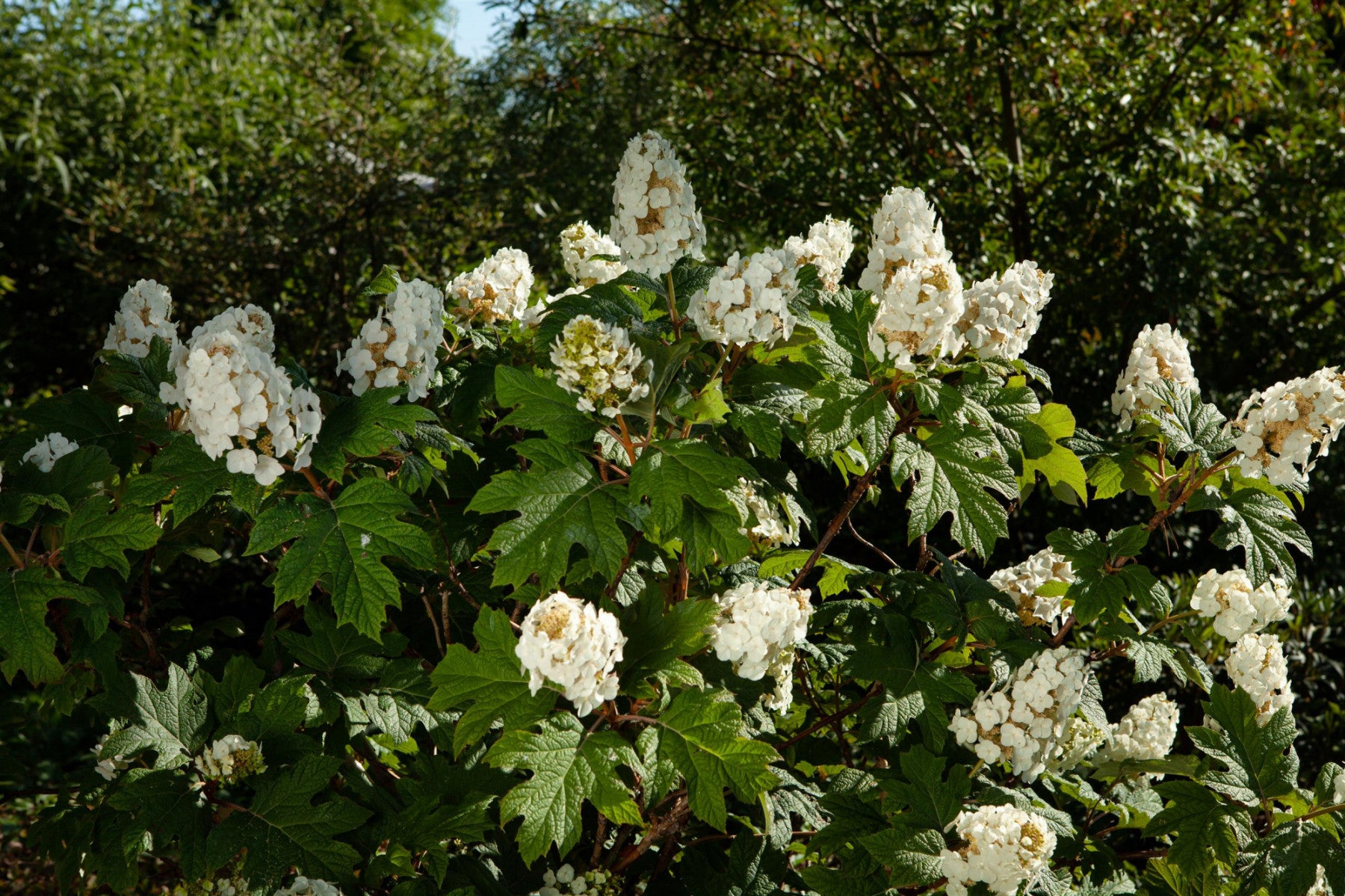 Hydrangea quercifolia 'Snowflake' (Eichenblättr. Hortensie 'Snowflake')