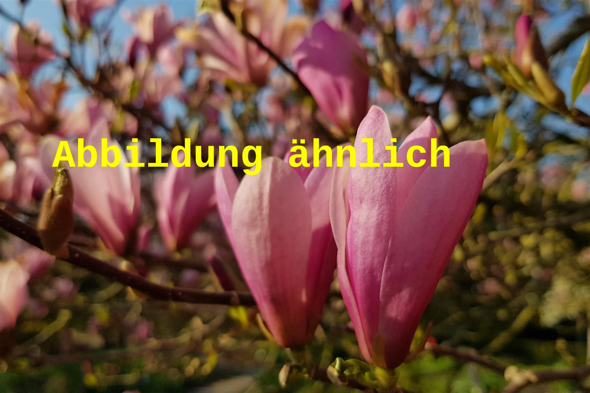 Genaues Foto für Magnolia soulangiana 'Lennei' folgt; dieses ähnliche Bild dient der Illustration von Tulpenmagnolie 'Lennei'