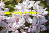 Genaues Foto für Deutzia kalmiiflora folgt; dieses ähnliche Bild dient der Illustration von Kalmiendeutzie