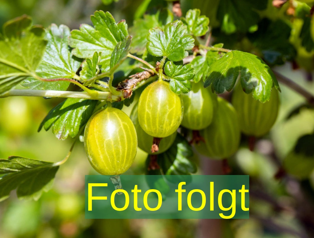 Je nach Variante (siehe Beschreibung) werden entsprechende Pflanzen geliefert, jahreszeitbedingt sehen Pflanzen unterschiedlich aus.
