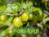 Je nach Variante (siehe Beschreibung) werden entsprechende Pflanzen geliefert, jahreszeitbedingt sehen Pflanzen unterschiedlich aus.