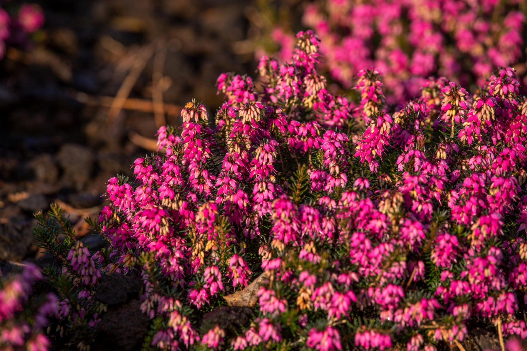 Erica carnea 'Myretoun Ruby' (Rötliche Märzenheide)