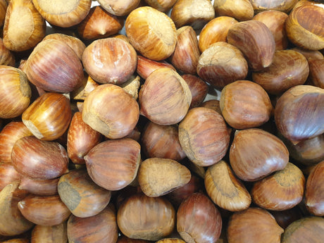 Castagne; mit Früchten/Fruchtbehang; robust; Einsatzmöglichkeit z.B. : Nutzpflanze;;Pflanzen vom Profi