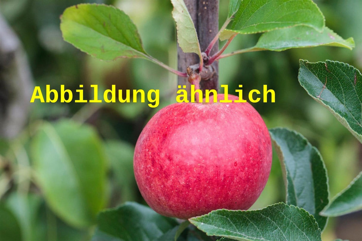 Genaues Foto für Malus 'Danziger Kantapfel' folgt; dieses ähnliche Bild dient der Illustration von Apfel 'Danziger Kantapfel' mittel