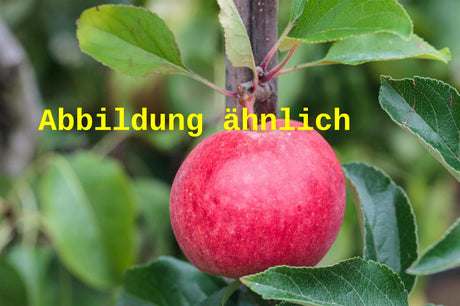 Genaues Foto für Malus 'Danziger Kantapfel' folgt; dieses ähnliche Bild dient der Illustration von Apfel 'Danziger Kantapfel' mittel