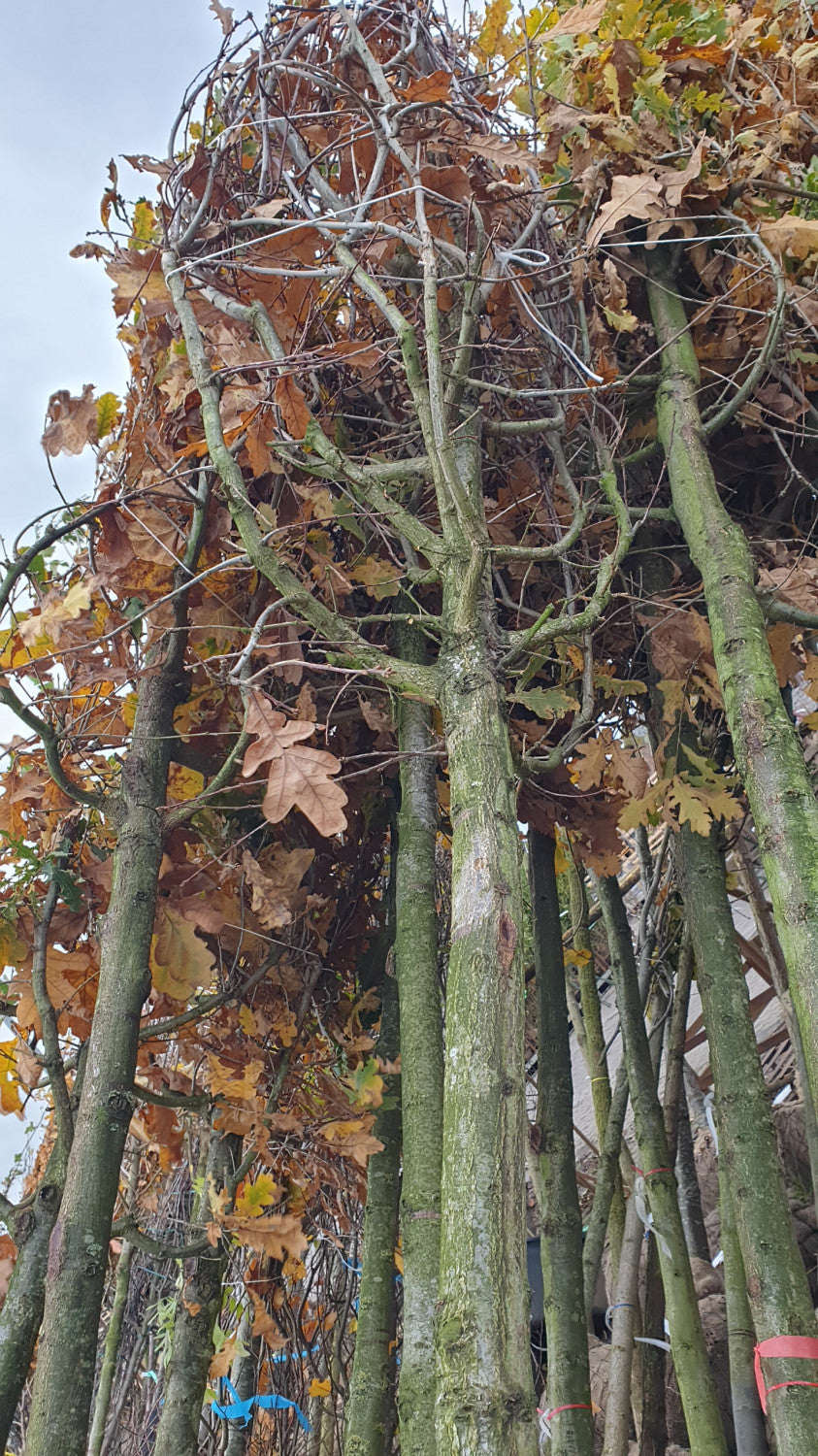 Synonym (alte Bezeichnung): Quercus sessiliflora; vorbereitet für Versand; langlebig; Einsatzmöglichkeit z.B. : Klimabaum;;ab 1,19 Euro