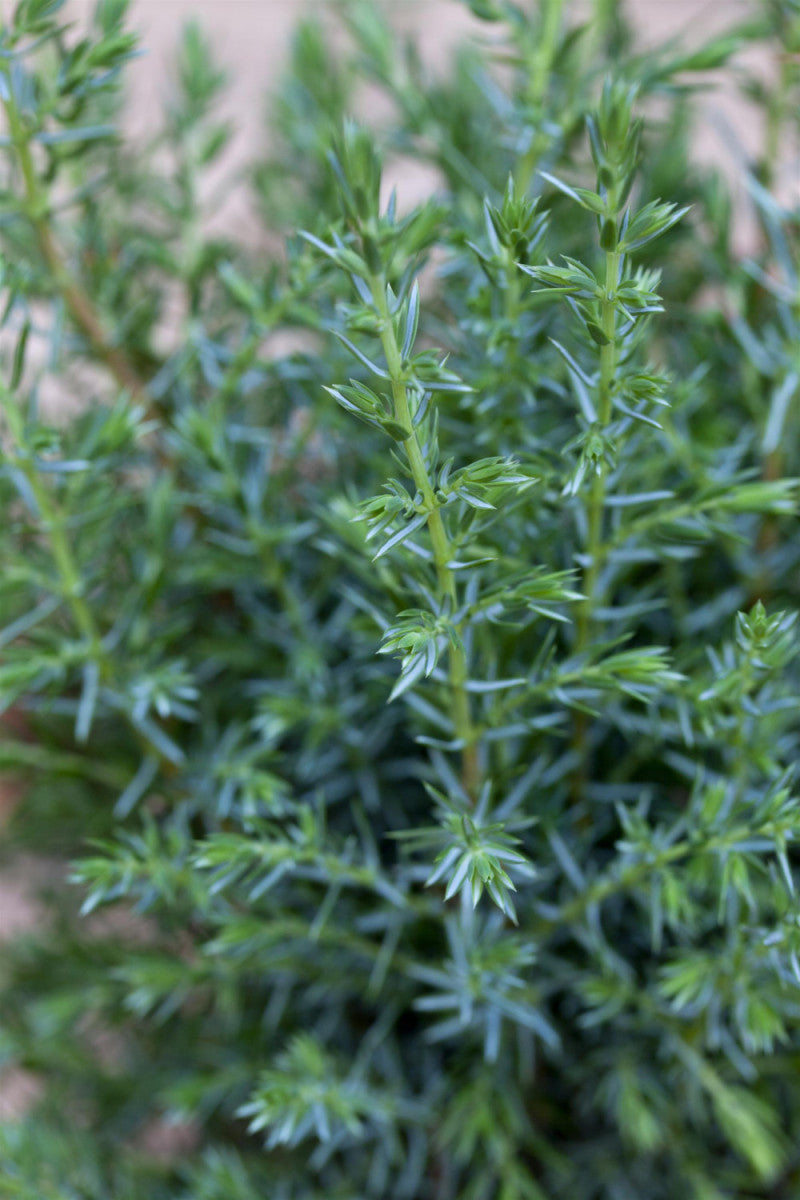 Juniperus com. 'Sentinel' (Wacholder 'Sentinel')