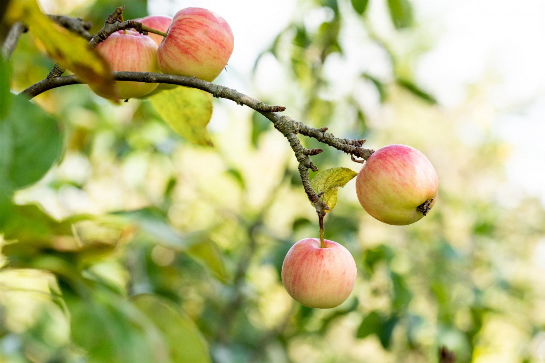 Malus 'Schöner von Herrnhut' (Apfel 'Schöner von Herrnhut' mittel)