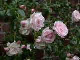 Kletterrose 'New Dawn'; hier mit Blüte; duftend; Einsatzmöglichkeit z.B. : Rosenbögen;;hier kaufen