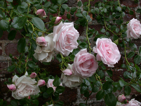 Kletterrose 'New Dawn'; hier mit Blüte; duftend; Einsatzmöglichkeit z.B. : Rosenbögen;;hier kaufen